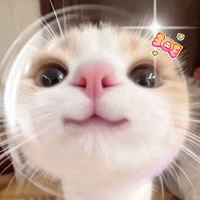 nhóm sát thủ ko nên chọc