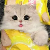 Bơ