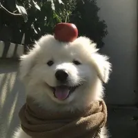 Ngáo