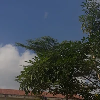 binh sĩ 