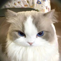 Mèo nhỏ mê girllove:((((Tác giả)