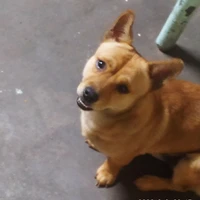 chó nhà ngta