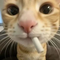 tg xinh dái~