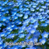 4 anh em