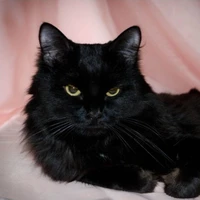 Noir (Mèo)