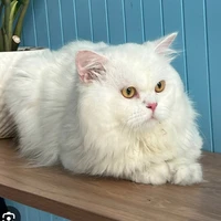 Blanc (Mèo)