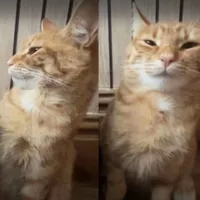 Tác giả bộ chuyện này