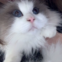 meo