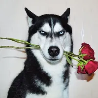 chó