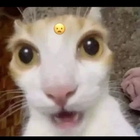 cả lớp