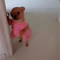 Mimi | tác giả