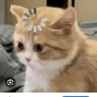 các kiếm sĩ/ nhân vật phụ