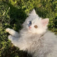 Mie<mèo của Hanna>