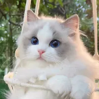 Cự Giải ♋