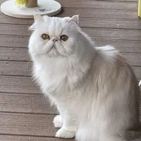 Thiên Bình ♎