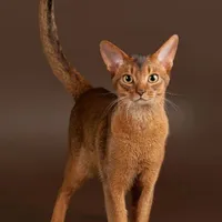 Nhân Mã ♐
