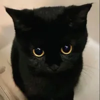 Xà Phu ⛎