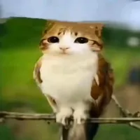 tác giả