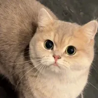 Coca 💖