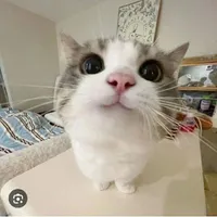 𝕂𝕙𝕒𝕟𝕃𝕚𝕜𝕜