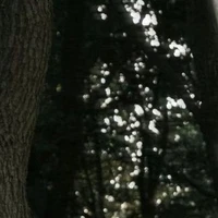 Nvp