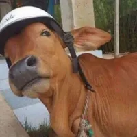 hệ thống bò-của tiểu nhiễm 