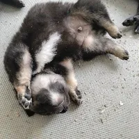 hệ thống mê ngủ 