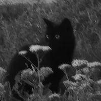 Mèo Đen-Người Dẫn Lối