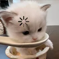 pí bụn - t/g nèee