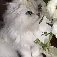 MiMi