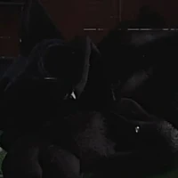 Catnap#
