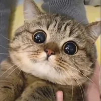 t/g love cat and fox