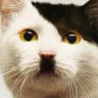 T/G