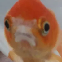 All ĐCTTCCVC(-ai thì trừ)