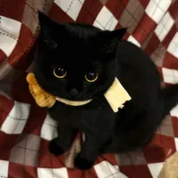 meo-kun