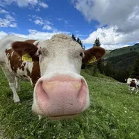 Bò nâu🐮🌸