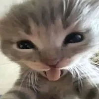 t/g mèo