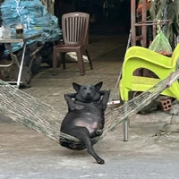 Tác giả cute phô mai que