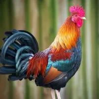 Tô Mặc An ( trong thân thể con gà )