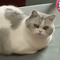 Tác giả