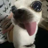 Bơ