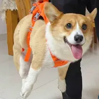 Bobo