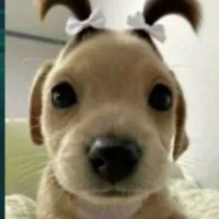 Tongtai 🐶