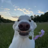 hehehe