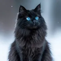 hệ thống/ hắc miêu /tiểu hắc 