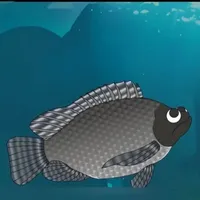 Cá rô phi đen 145 cân