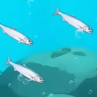 Cá nhỏ