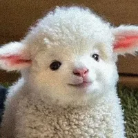 Cừu Bông_CaptainBoy