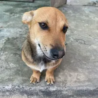 Tác giả