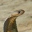 Tôi ko phải rắn độc^^🐍🐍